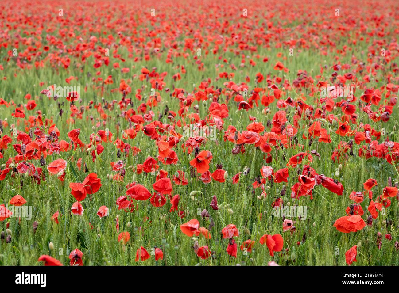 Un campo pieno di papavero rosso (Papaver rhoeas) noto anche come Cord Rose, common, corn, Field e Flanders papavero Foto Stock