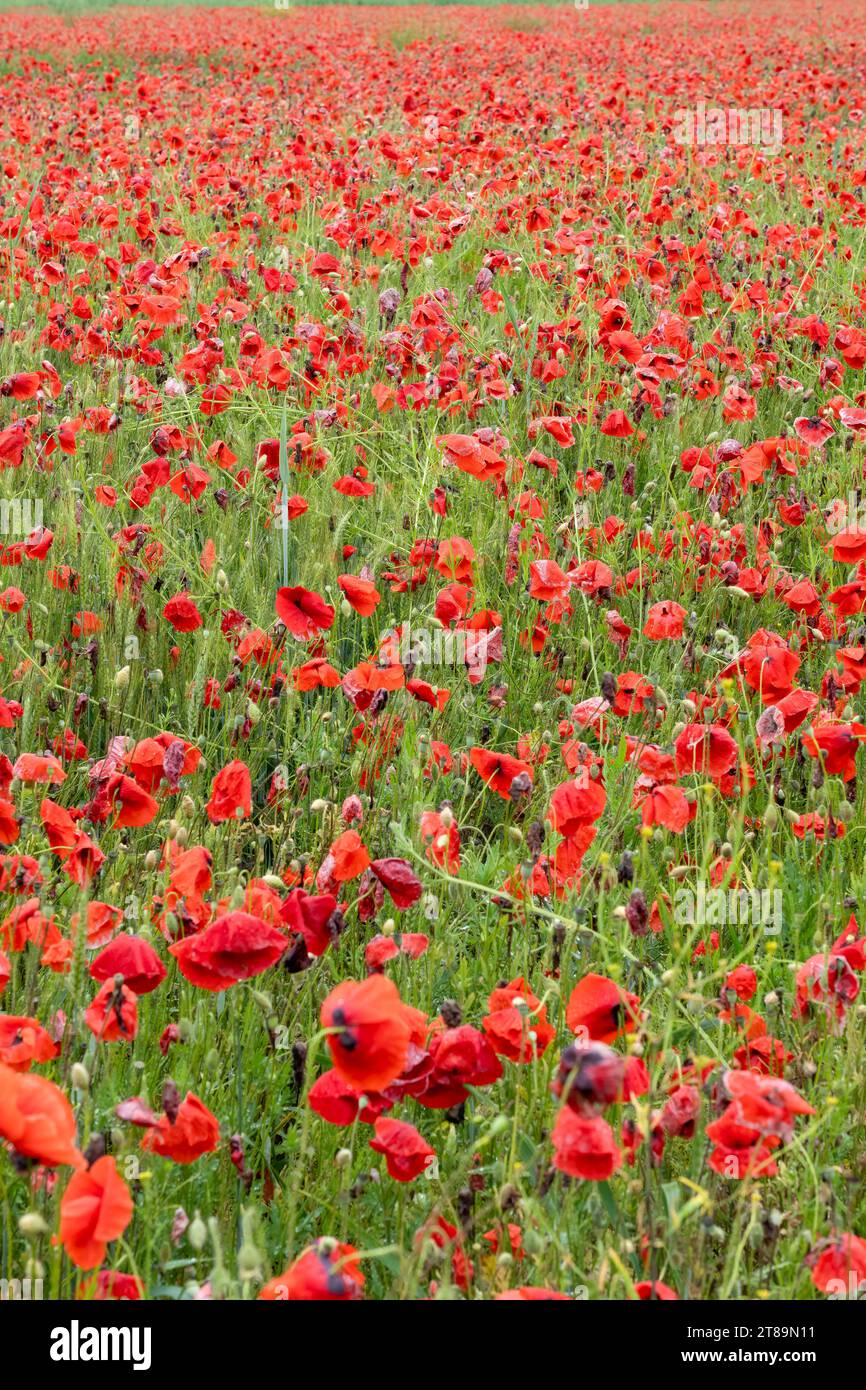 Un campo pieno di papavero rosso (Papaver rhoeas) noto anche come Cord Rose, common, corn, Field e Flanders papavero Foto Stock