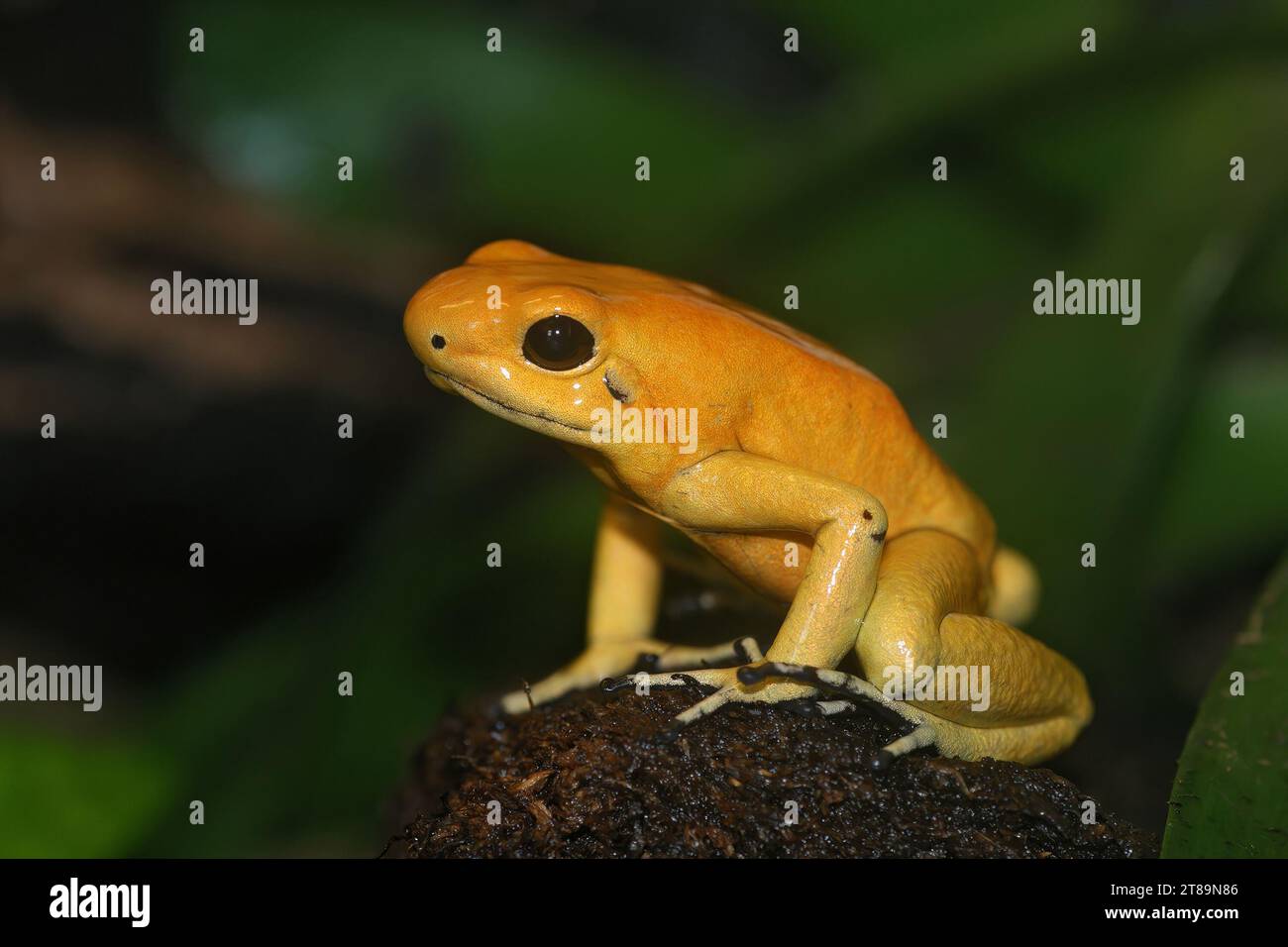 Primo piano colorato su una rana a freccia gialla di veleno dorata , Phyllobates terribilis seduto su legno Foto Stock