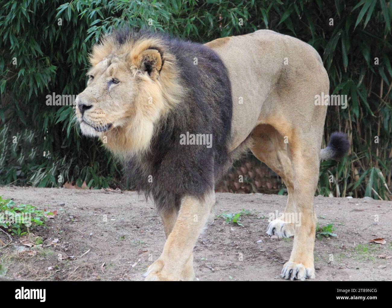 Il leone Asiatico (Panthera leo) è una popolazione di leoni nel Gujarat, India, che è elencata come minacciata dalla Lista Rossa IUCN a causa del suo piccolo po Foto Stock