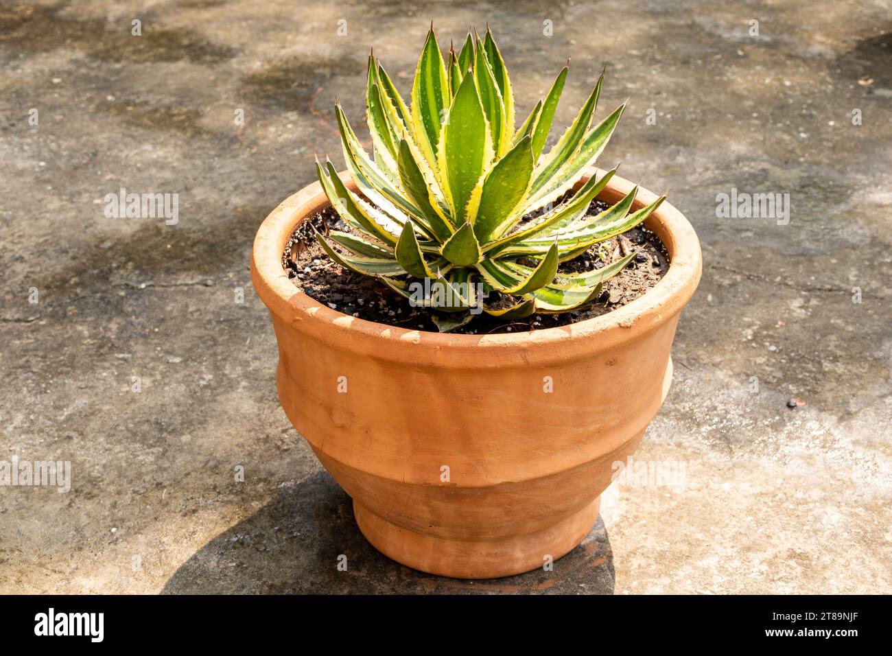 Primo piano delle piante ornamentali di Agave Foto Stock