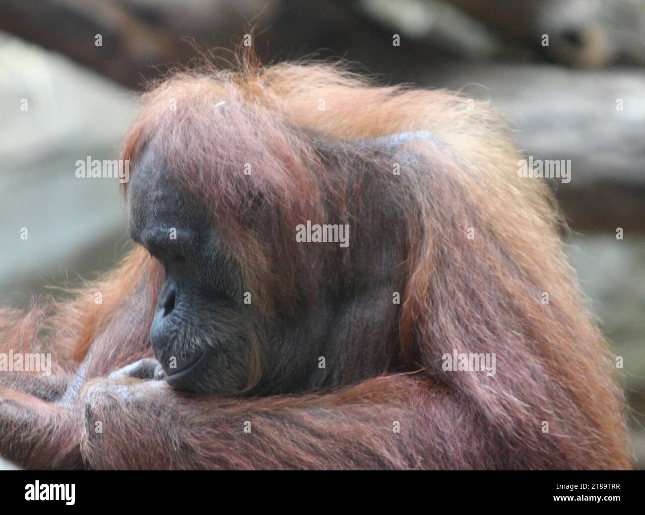 Gli oranghi (anche chiamati orang-utan, orangutang, o orang-utang) sono tre specie esistenti di grandi scimmie originarie dell'Indonesia e della Malesia Foto Stock