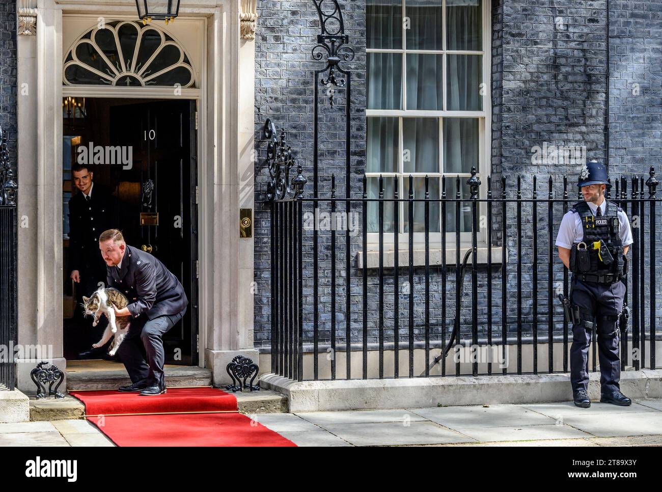 Larry il gatto - Capo Mouser all'Ufficio del Gabinetto dal 2011 - rimosso dal tappeto rosso di Downing Street poco prima dell'arrivo di Joe Biden Foto Stock