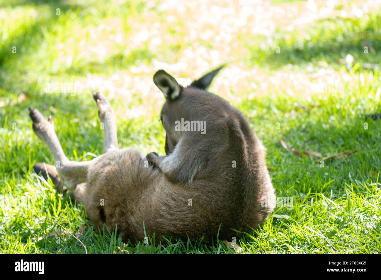 Animali australiani Foto Stock