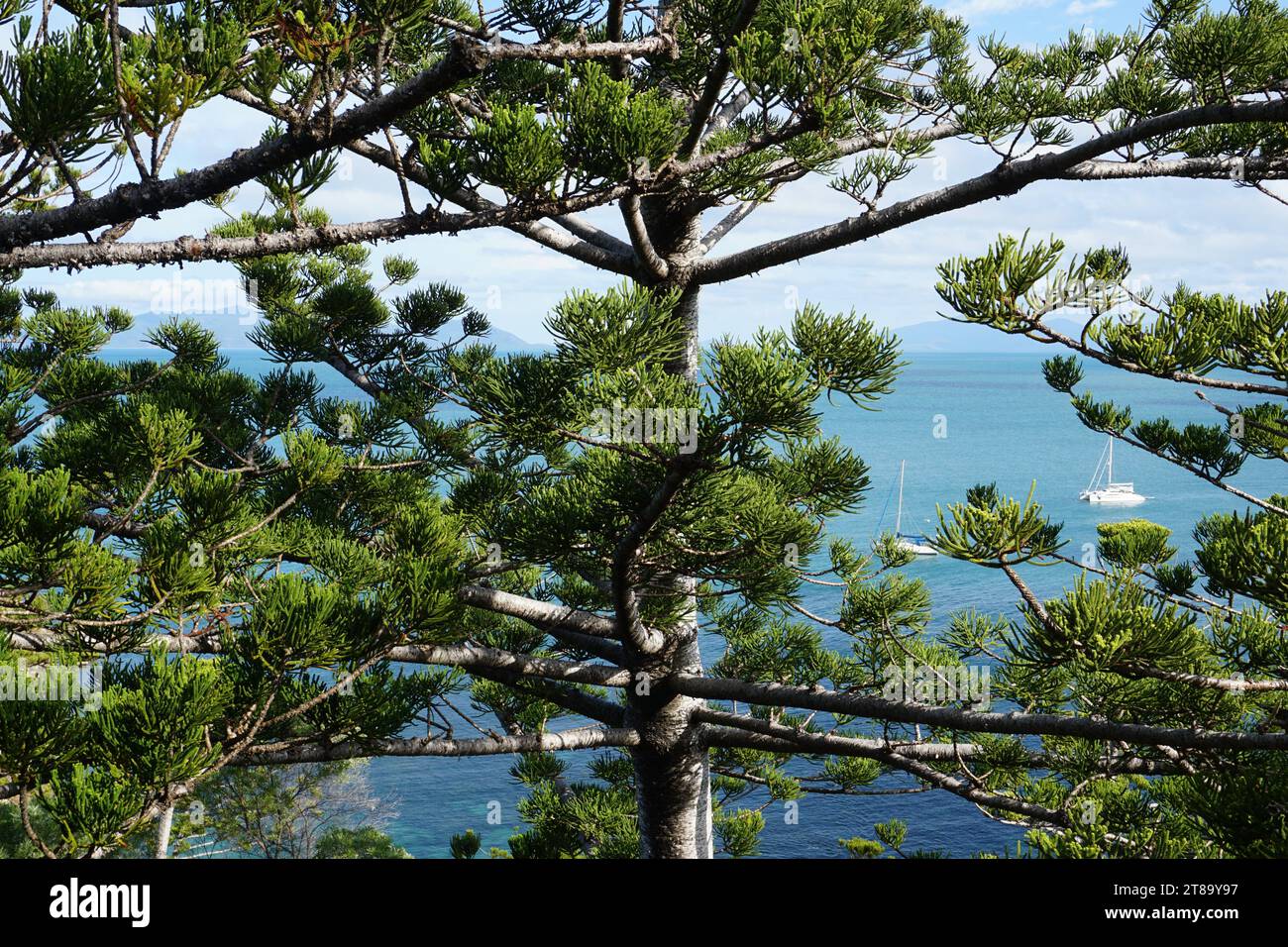 Una conifera sempreverde (araucaria) vista di fronte all'oceano blu con una barca sull'isola magnetica, queensland, australia, Foto Stock