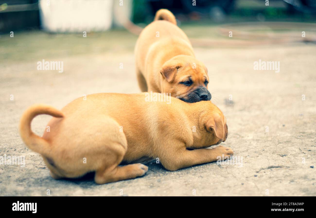 I cani sono animali che amano le persone, sono vicini alle persone, leali e si preoccupano di noi. Cani e gatti sono sempre con gli umani quando siamo tristi, i cani possono p Foto Stock
