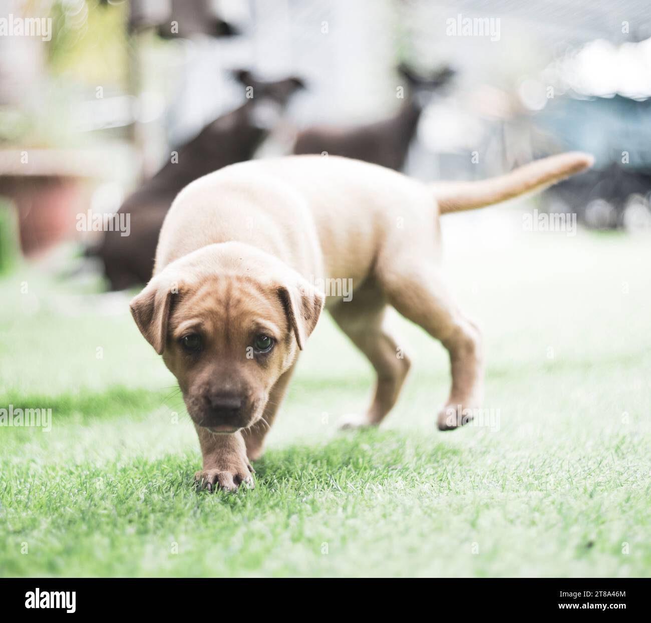 I cani sono animali che amano le persone, sono vicini alle persone, leali e si preoccupano di noi. Cani e gatti sono sempre con gli umani quando siamo tristi, i cani possono p Foto Stock