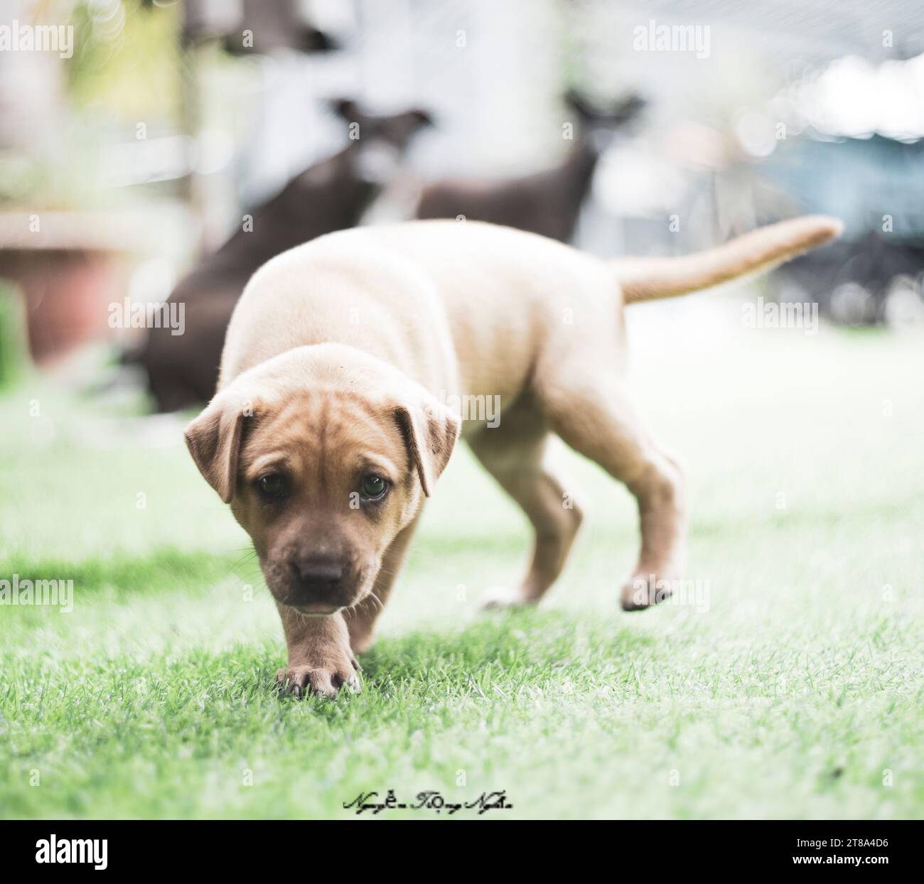 I cani sono animali che amano le persone, sono vicini alle persone, leali e si preoccupano di noi. Cani e gatti sono sempre con gli umani quando siamo tristi, i cani possono p Foto Stock