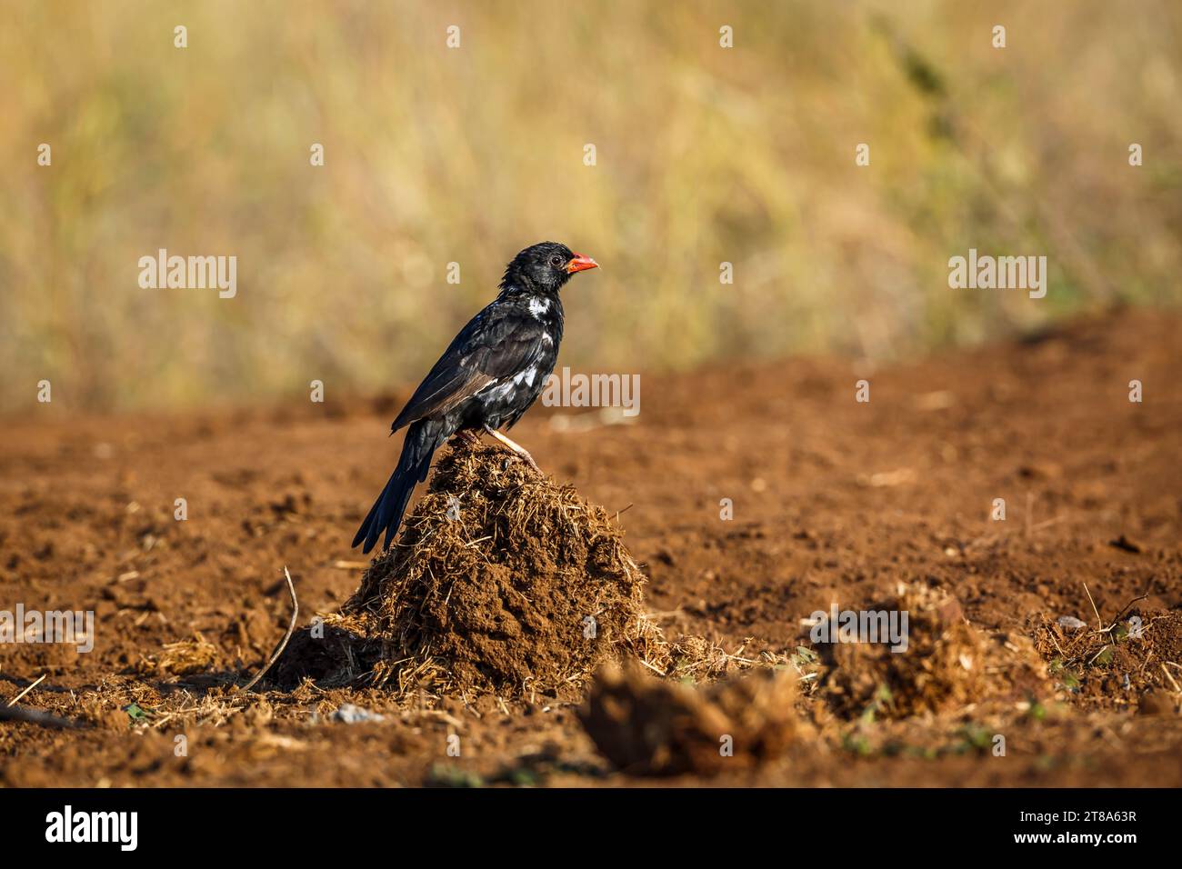 Tessitore di bufalo a becco rosso in piedi su un letame di elefante nel parco nazionale di Kruger, Sudafrica; famiglia speciale Bubalornis niger di Ploceidae Foto Stock