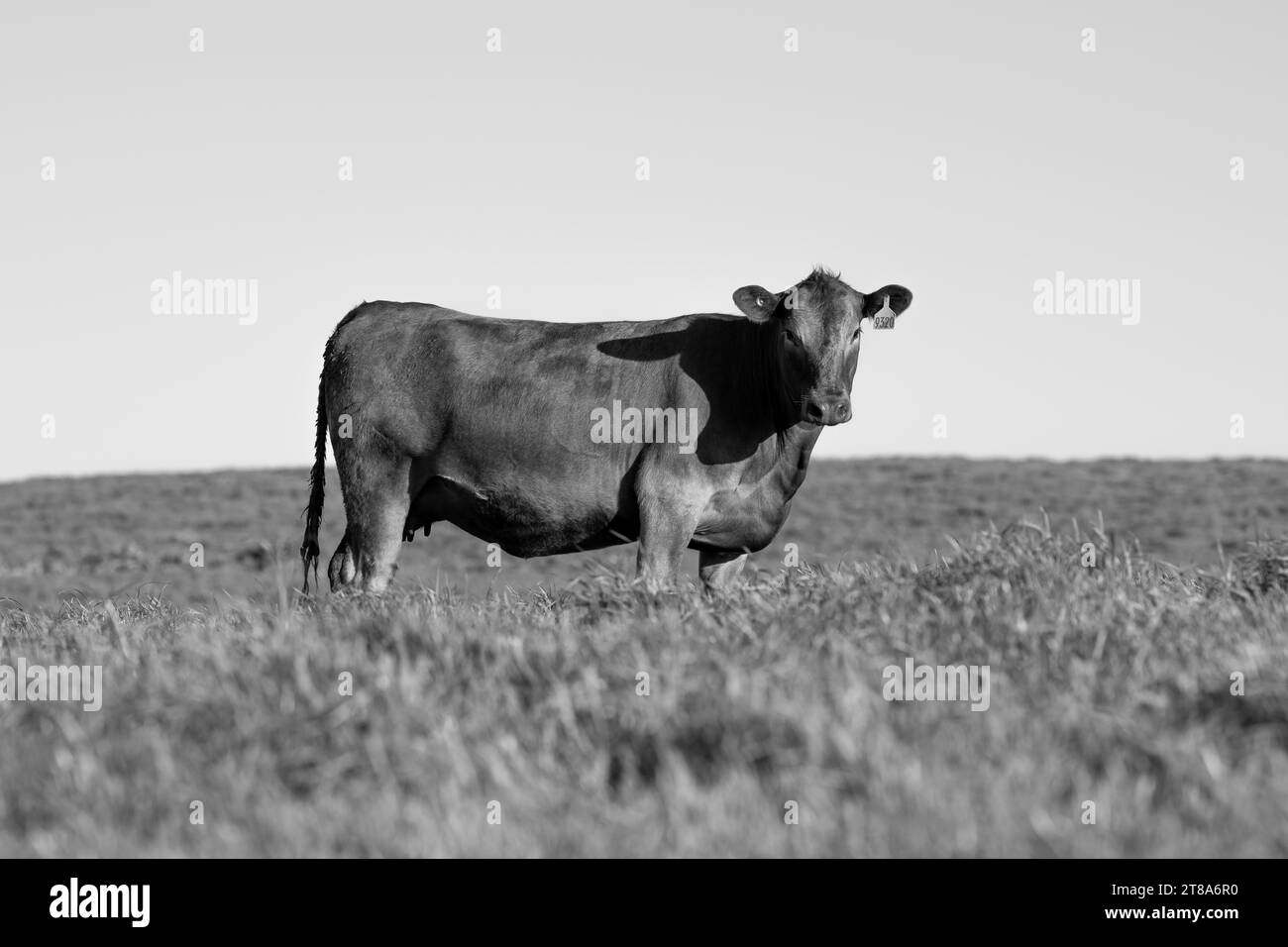 mucca da bestiame in un campo in una fattoria in primavera Foto Stock