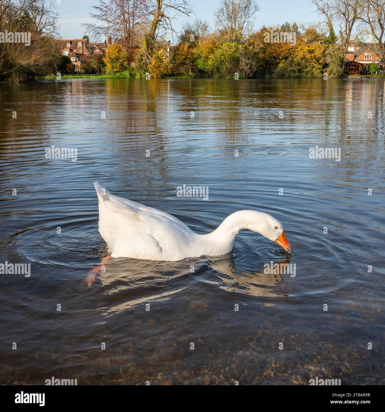 Oca bianca su un fiume nel Regno Unito Foto Stock