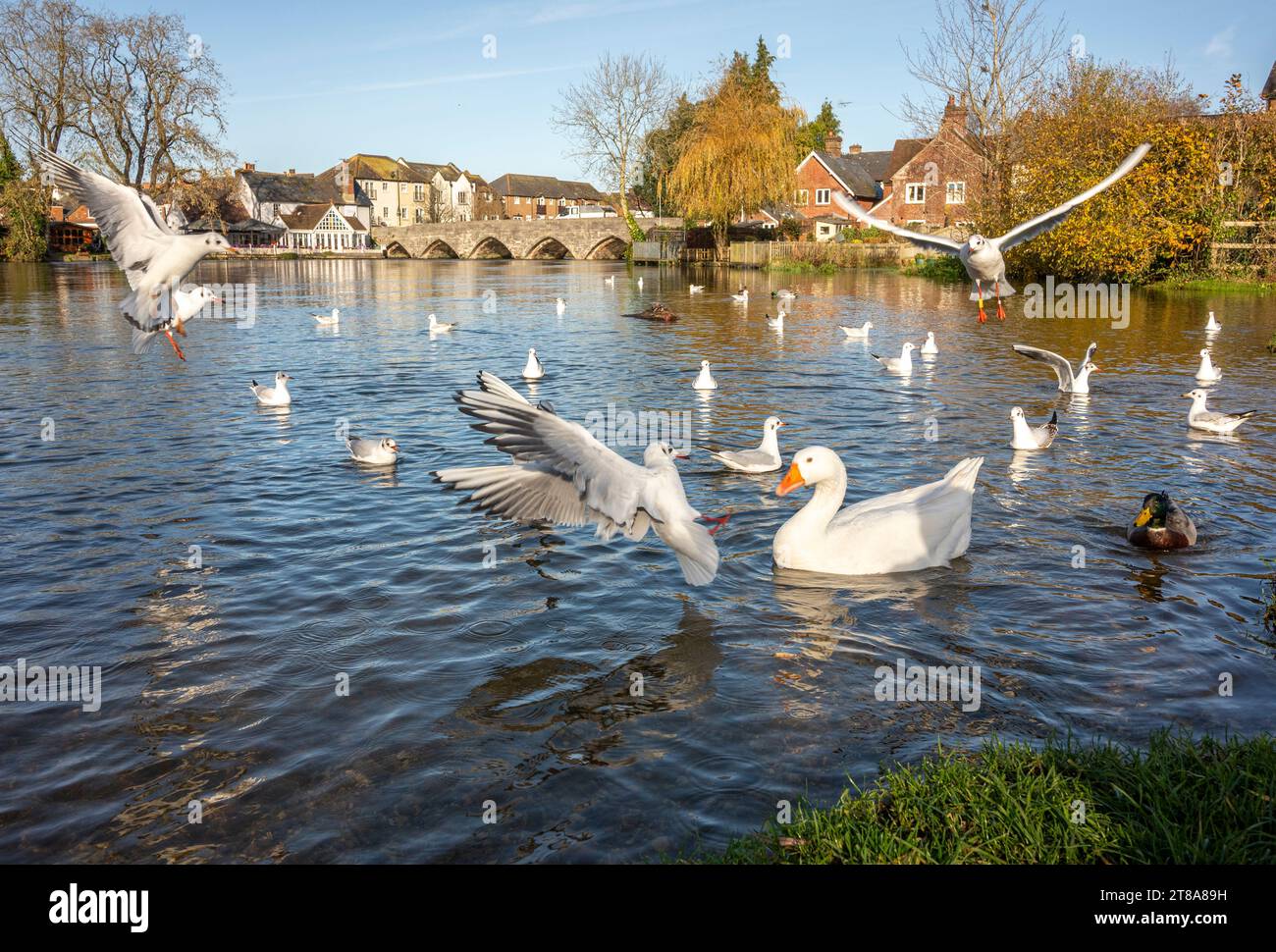 L'oca bianca si mescola e si batte con gabbiani e anatre sul fiume Avon, Fordingbridge, Hampshire, Regno Unito Foto Stock