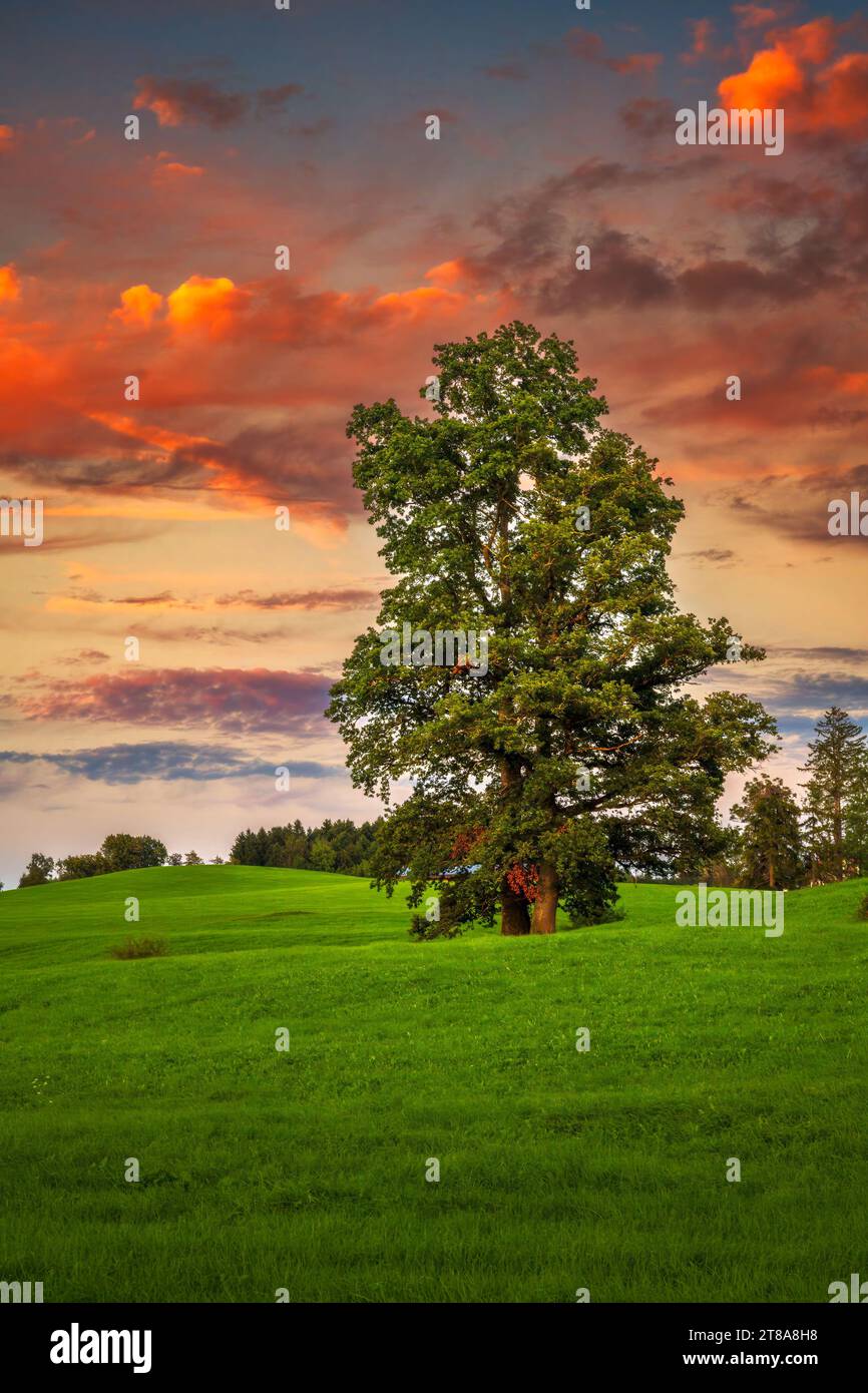 Maestoso albero solitario su un prato con durante il tramonto Foto Stock