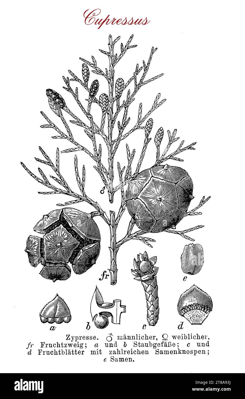 Cupressus o cipresso conifere sempreverde con foglie o aghi simili a calcare e coni globosi, utilizzati come decorazione nei parchi Foto Stock