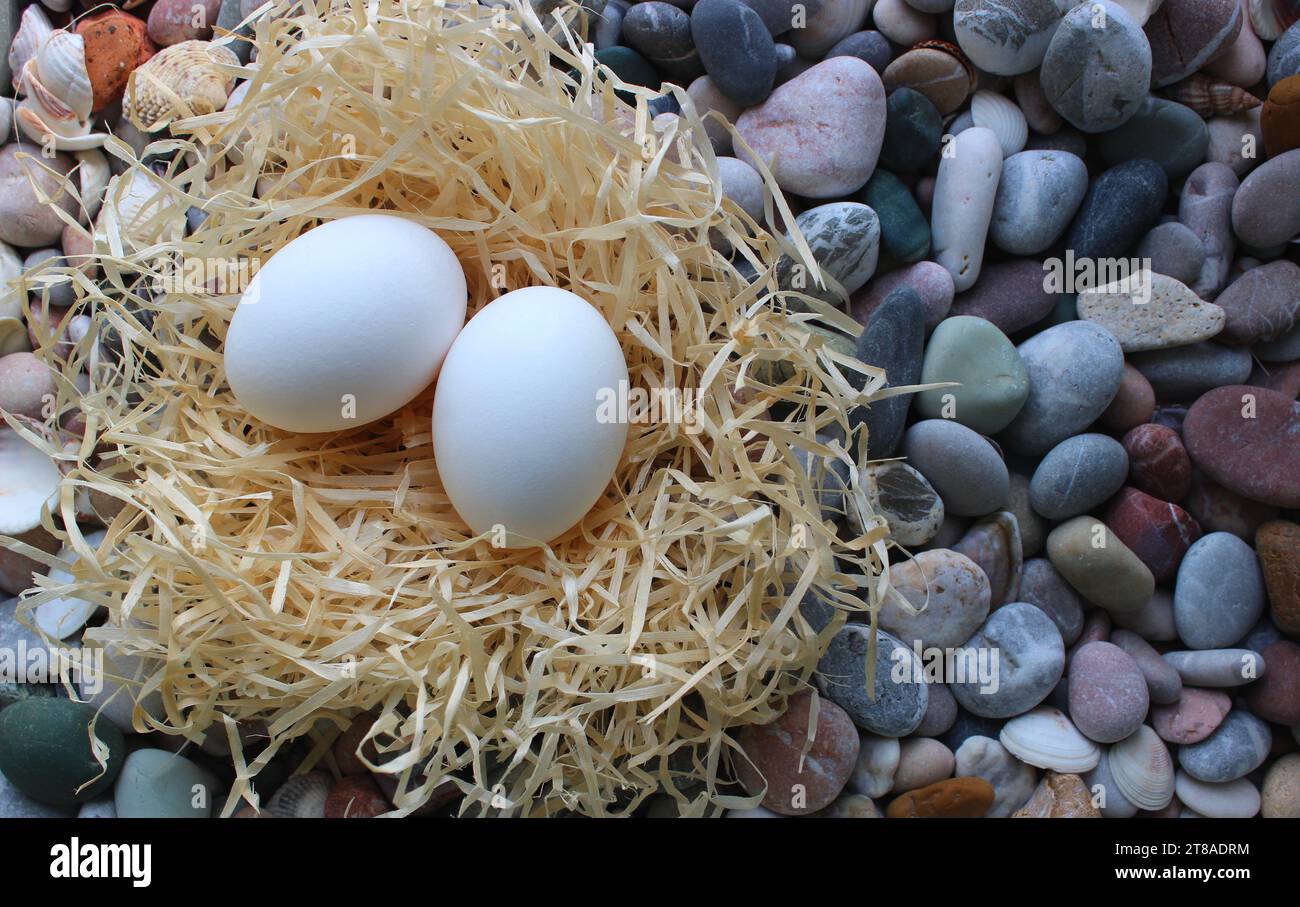 Due uova bianche in Un nido di fieno su Una Rocks at Sea Shore Outdoor Photo Top View Foto Stock