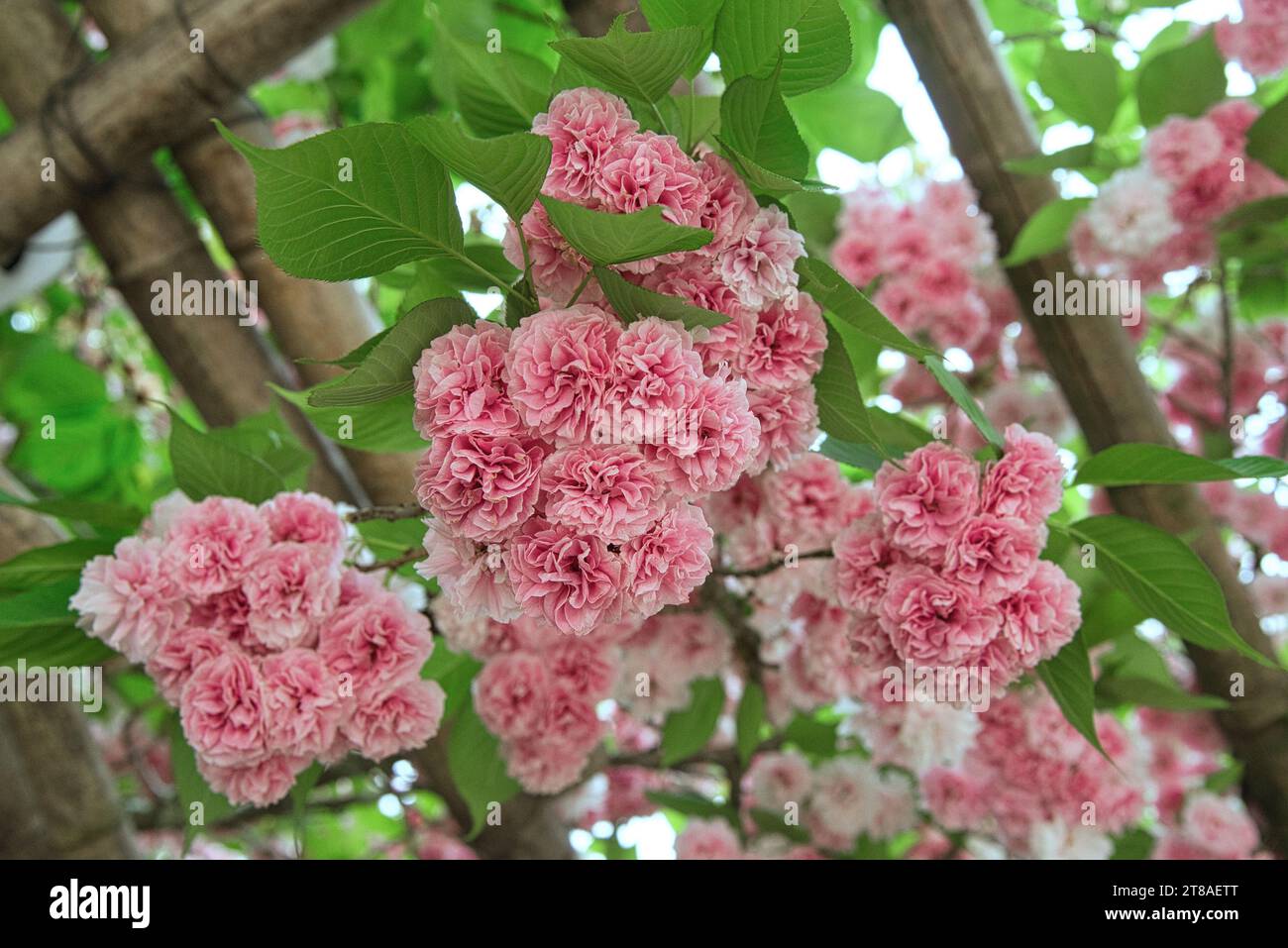 fleurs de cerisiers du Japon - fiori di ciliegio panese Foto Stock