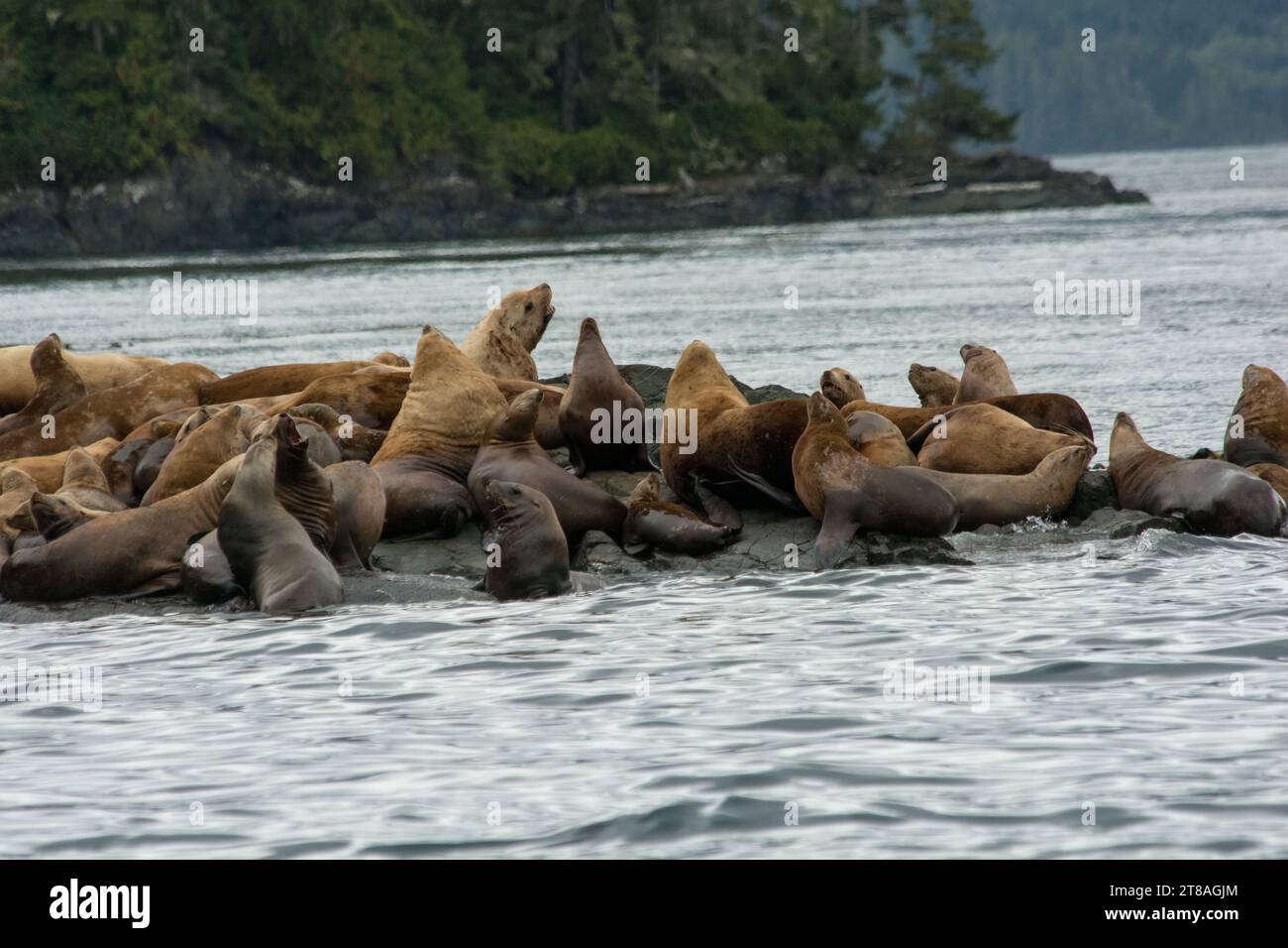 I leoni marini di Steller riposano su qualche roccia al largo della costa dello stretto di Broughton, sulla costa settentrionale dell'Isola di Vancouver in Canada. Foto Stock