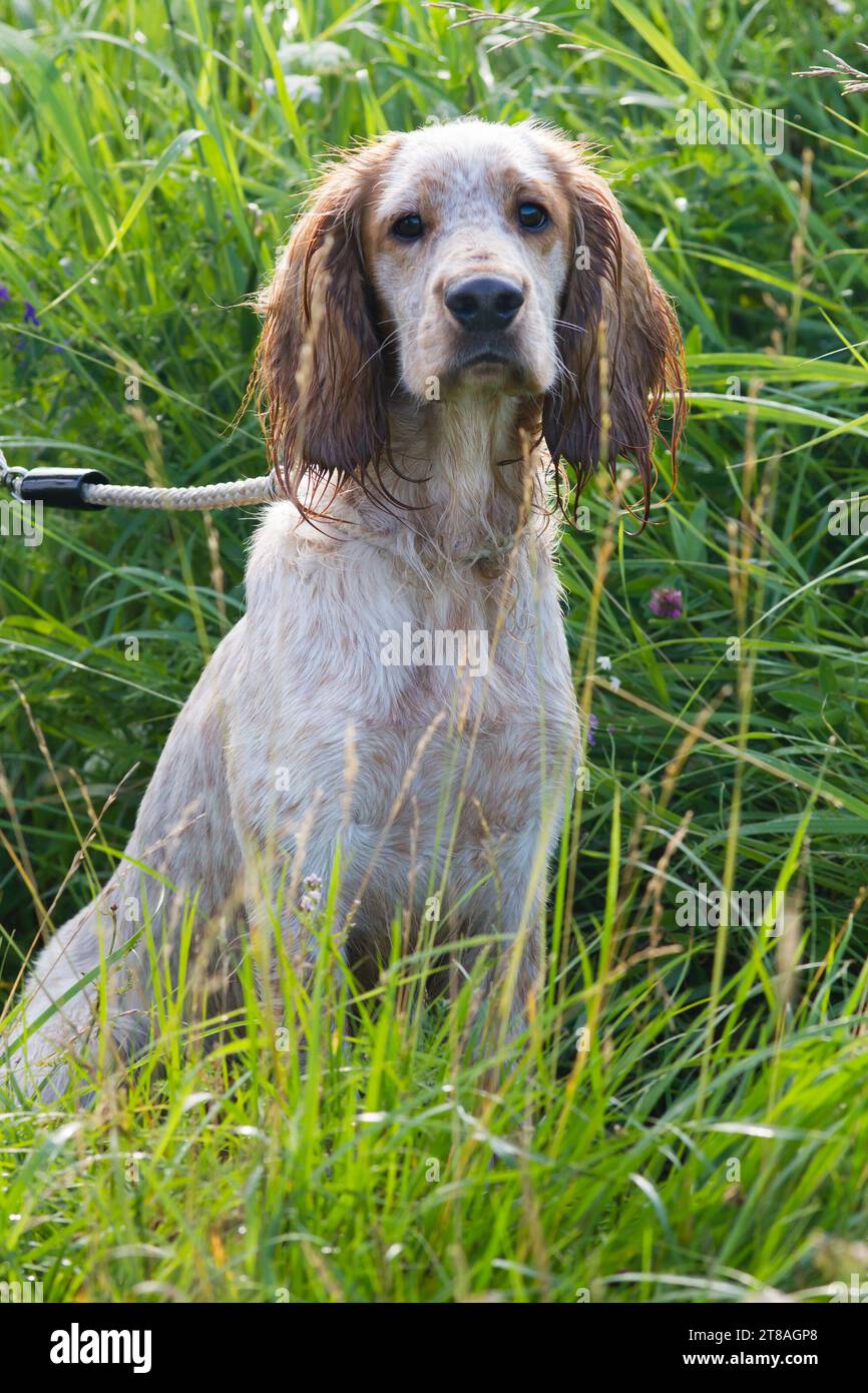 lo spaniel da caccia legato al guinzaglio si trova in un fitto boschetto di erba alta in una soleggiata giornata estiva Foto Stock