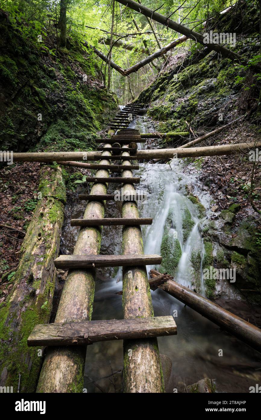 Ruscello di montagna con scala nel canyon, Parco Nazionale Slovacco Paradise, Slovacchia Foto Stock