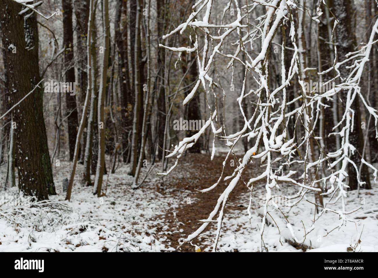 alberi invernali ricoperti di fuoco selettivo per primi piani sulla neve Foto Stock