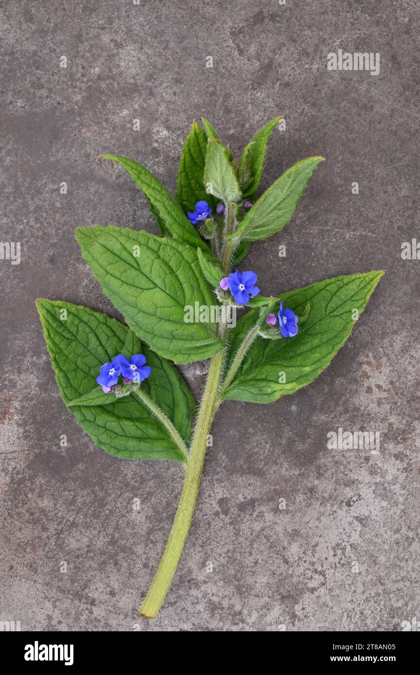 Stelo di algianet verde o Pentaglottis sempervirens con piccoli fiori blu e foglie appuntite adagiate su metallo opaco Foto Stock