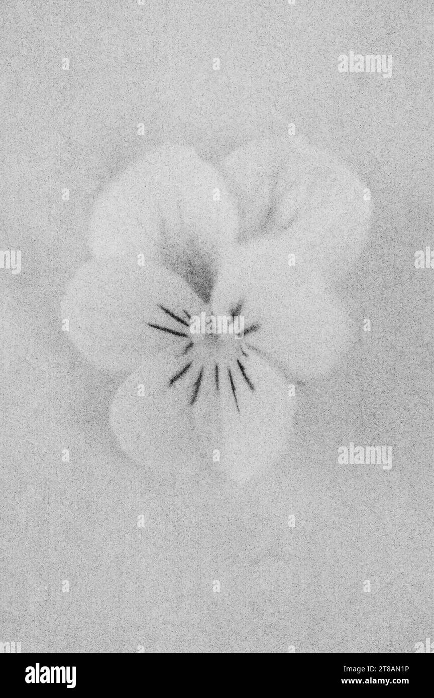 Una matita morbida come un'immagine in bianco e nero di un singolo fiore di Pansy o Viola tricolore adagiato su carta antica Foto Stock
