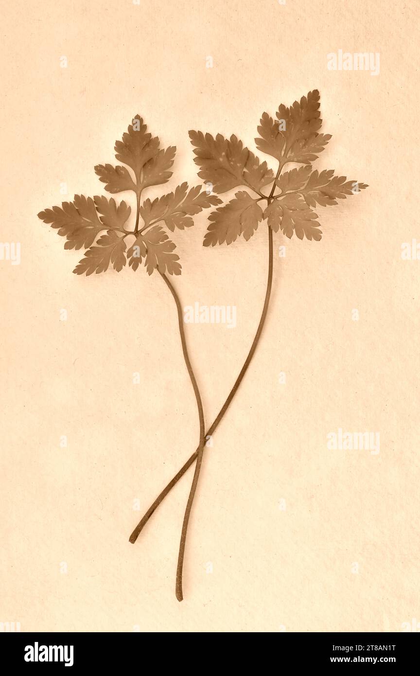 Immagine seppia di due foglie e steli di Herb robert o Geranium robertianum che giacciono su carta antica Foto Stock