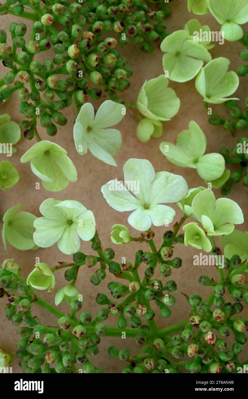 Fiori di panna e boccioli di fiori di rosa di Guelder di Viburnum opulus o mirtillo europeo che giacciono su carta antica Foto Stock