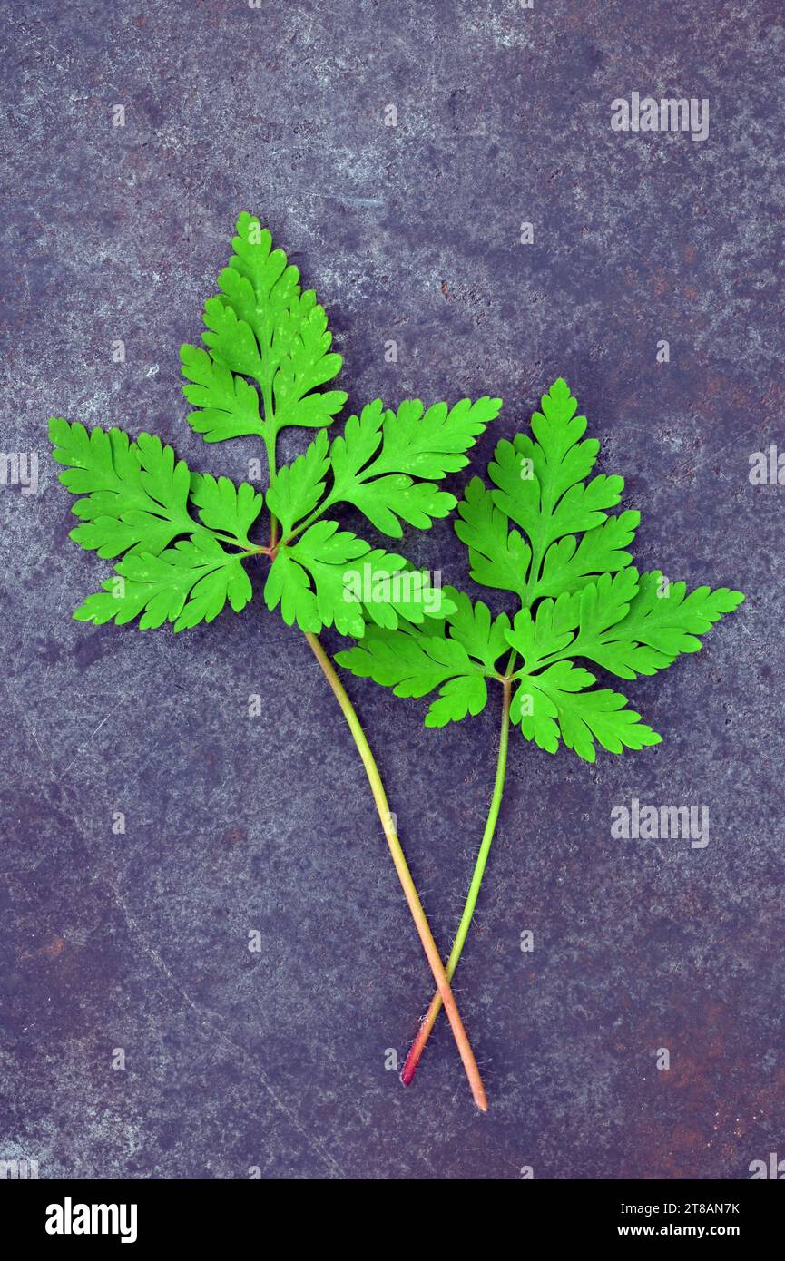 Due foglie di erbe fresche di primavera di Herb robert o Geranium robertianum adagiate su marmo grigio Foto Stock