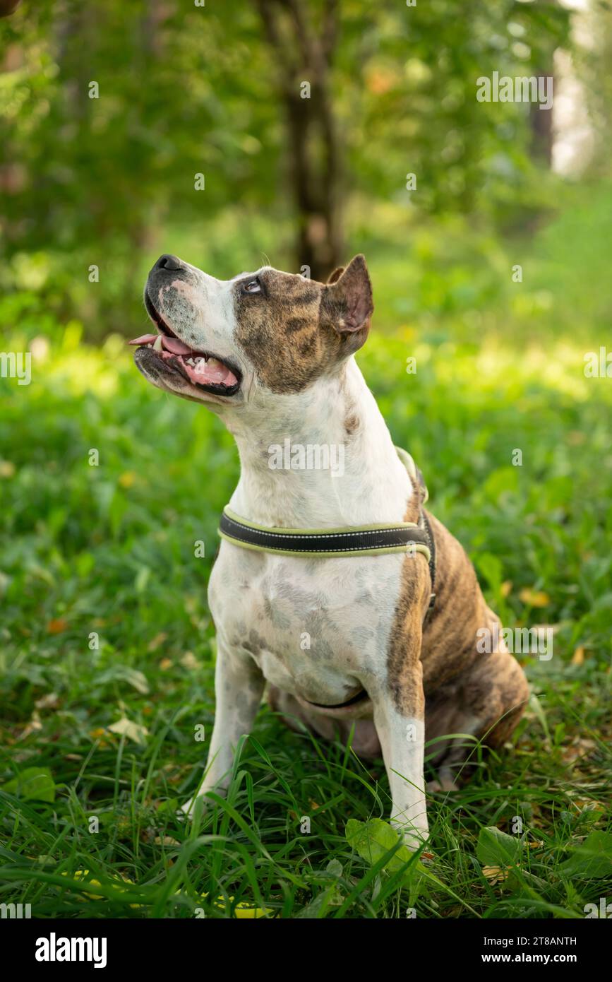 Un cane Staffordshire Terrier ben educato obbedisce al comando del proprietario in un pittoresco parco autunnale, che mostra l'addestramento all'obbedienza e il cane proprietario Foto Stock