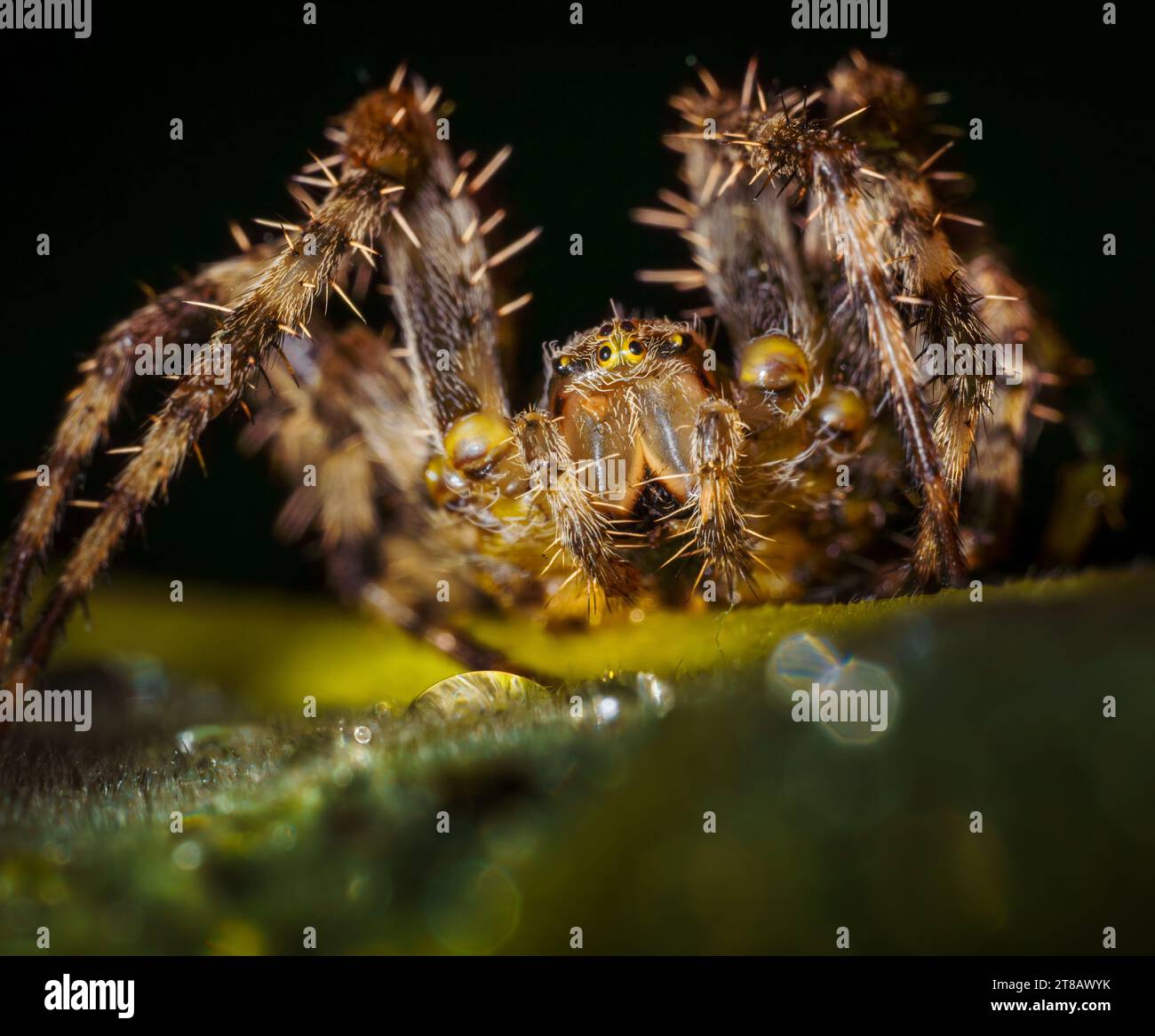 Immagine macro ravvicinata di un ragno europeo ( Araneus) seduto su una foglia (con spazio per la copia) Foto Stock