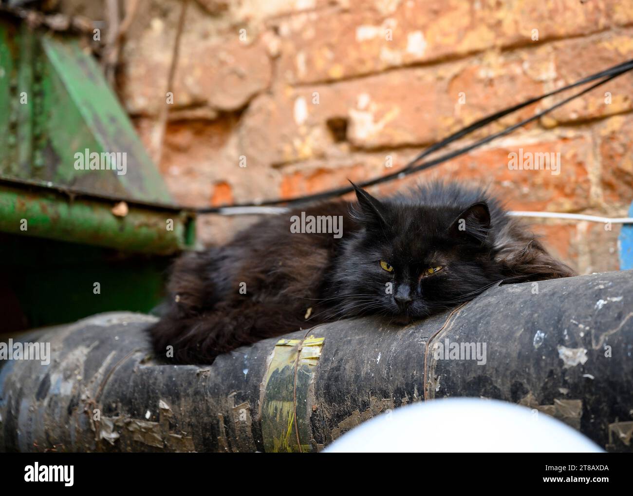 Un gatto nero senzatetto è steso per strada su un tubo di fornitura di calore caldo Foto Stock