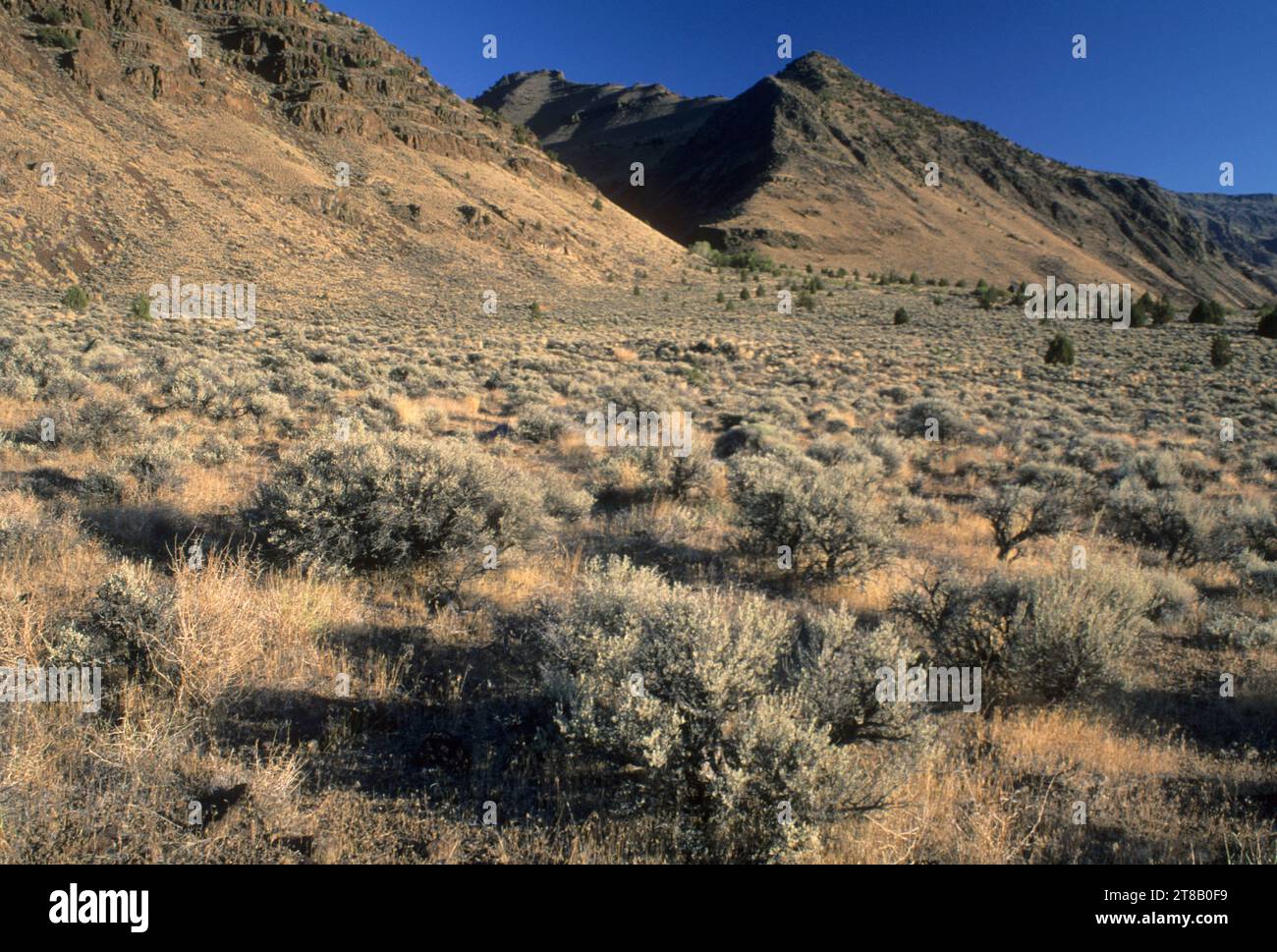 Potter Creek Canyon, Hart Mountain National Antelope Refuge, Oregon Foto Stock