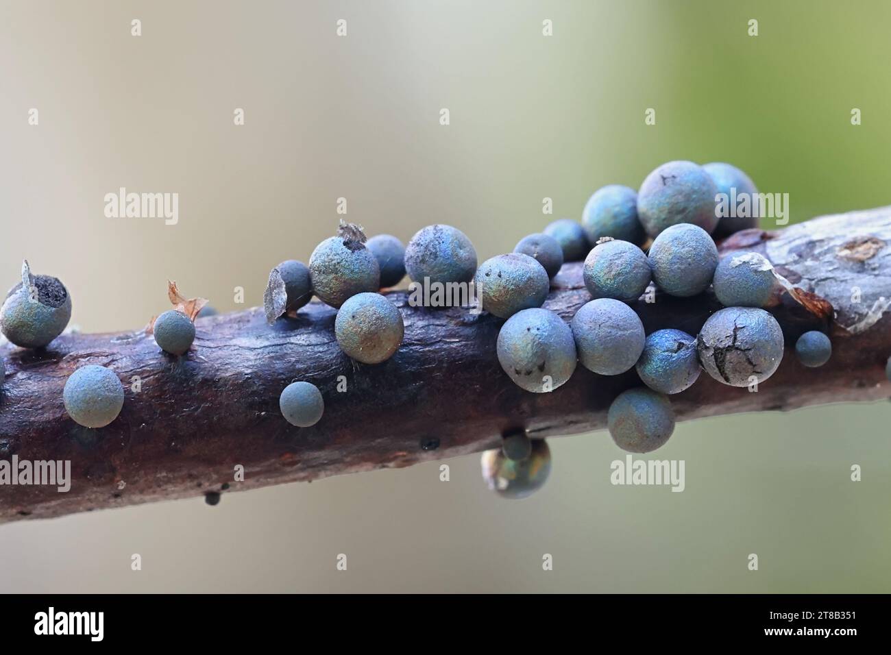 Lamproderma cristatum, un nivicolo muffa di melma proveniente dalla Finlandia, nessun nome inglese comune Foto Stock