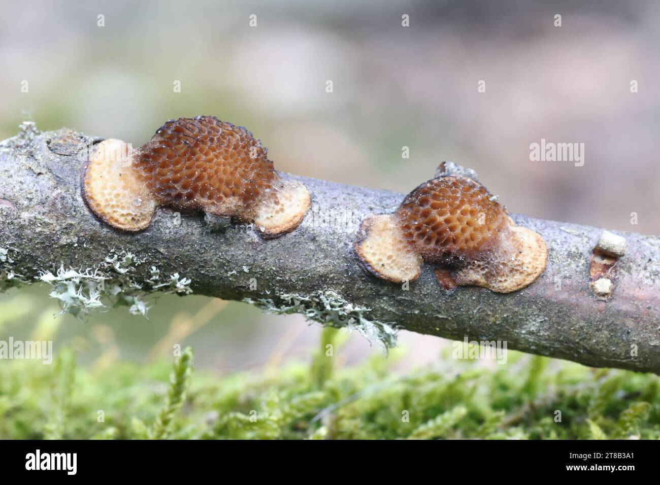 Dichomitus campestris, chiamato anche Polyporus campestris, comunemente noto come Hazel porecrust, fungo selvatico dalla Finlandia Foto Stock