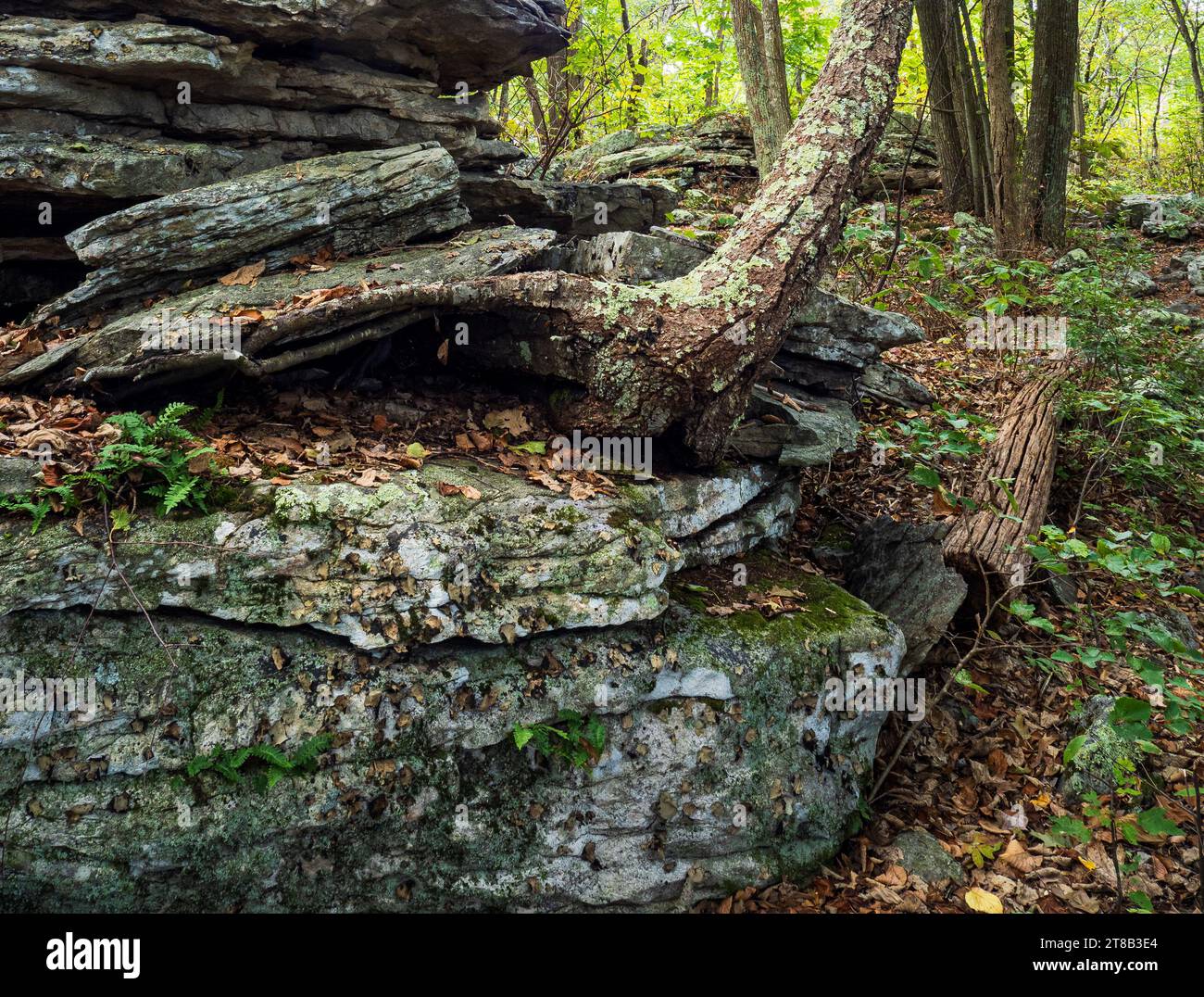 Un albero determinato prospera in un punto improbabile, saldamente radicato in cima a un'aspra formazione rocciosa lungo il Big Schloss attraverso il Wolf Gap Trail. Foto Stock