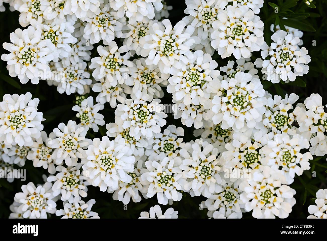 Evergreen candytuft, Iberis sempervirens, noto anche come perenne candytuft, un fiore primaverile Foto Stock