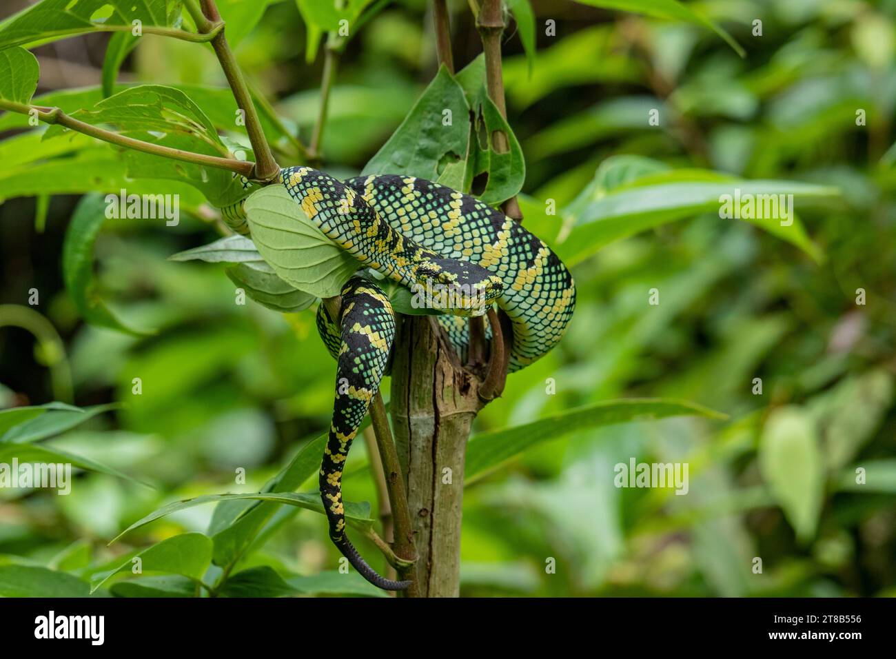 Il serpente vipera di Wagler nella natura selvaggia Foto Stock