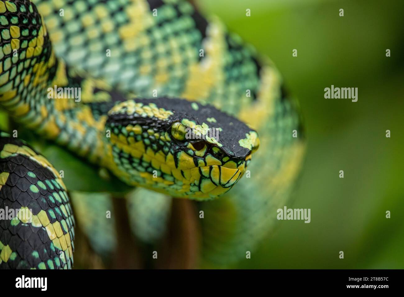 Il serpente vipera di Wagler nella natura selvaggia Foto Stock