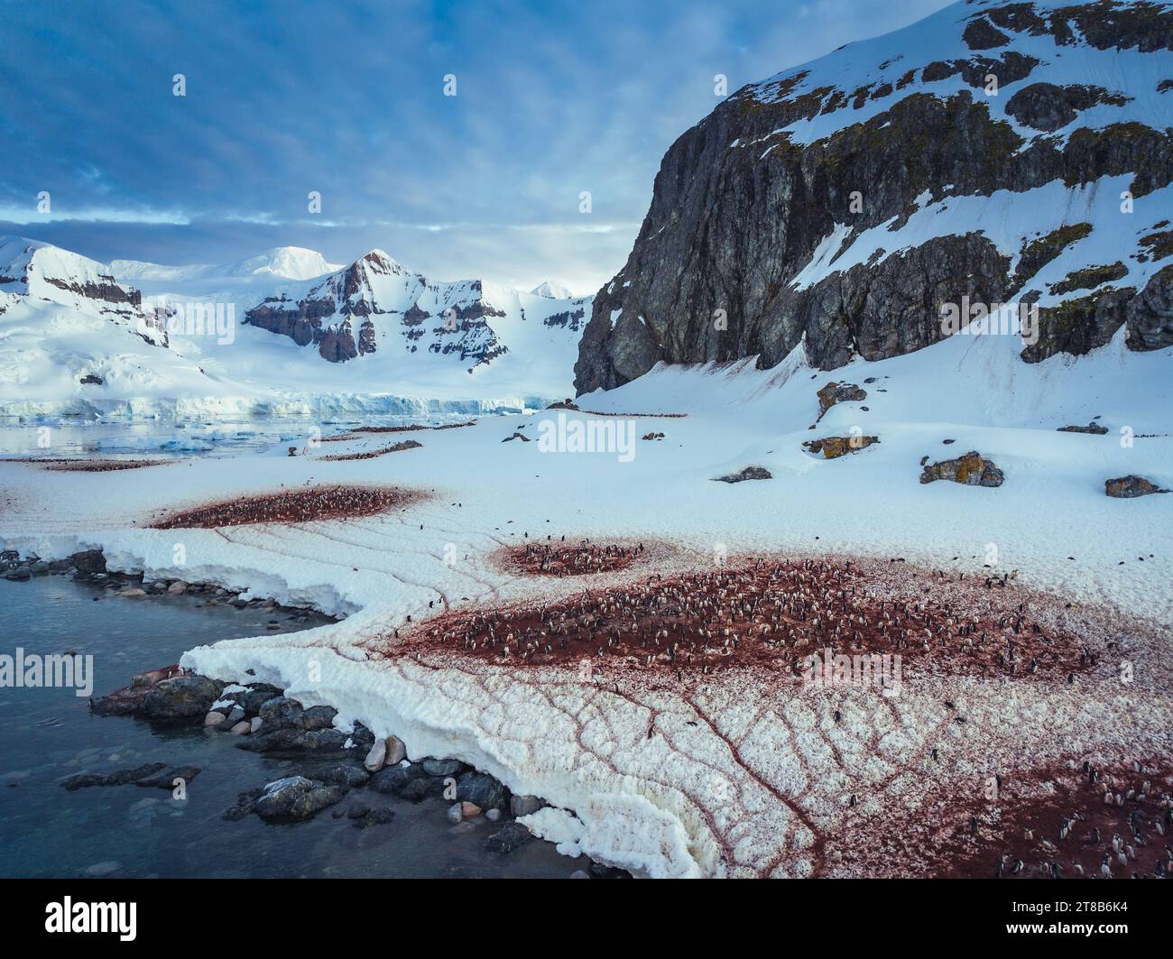 Pinguini di Gentoo sull'isola di Cuverville, in Antartide Foto Stock