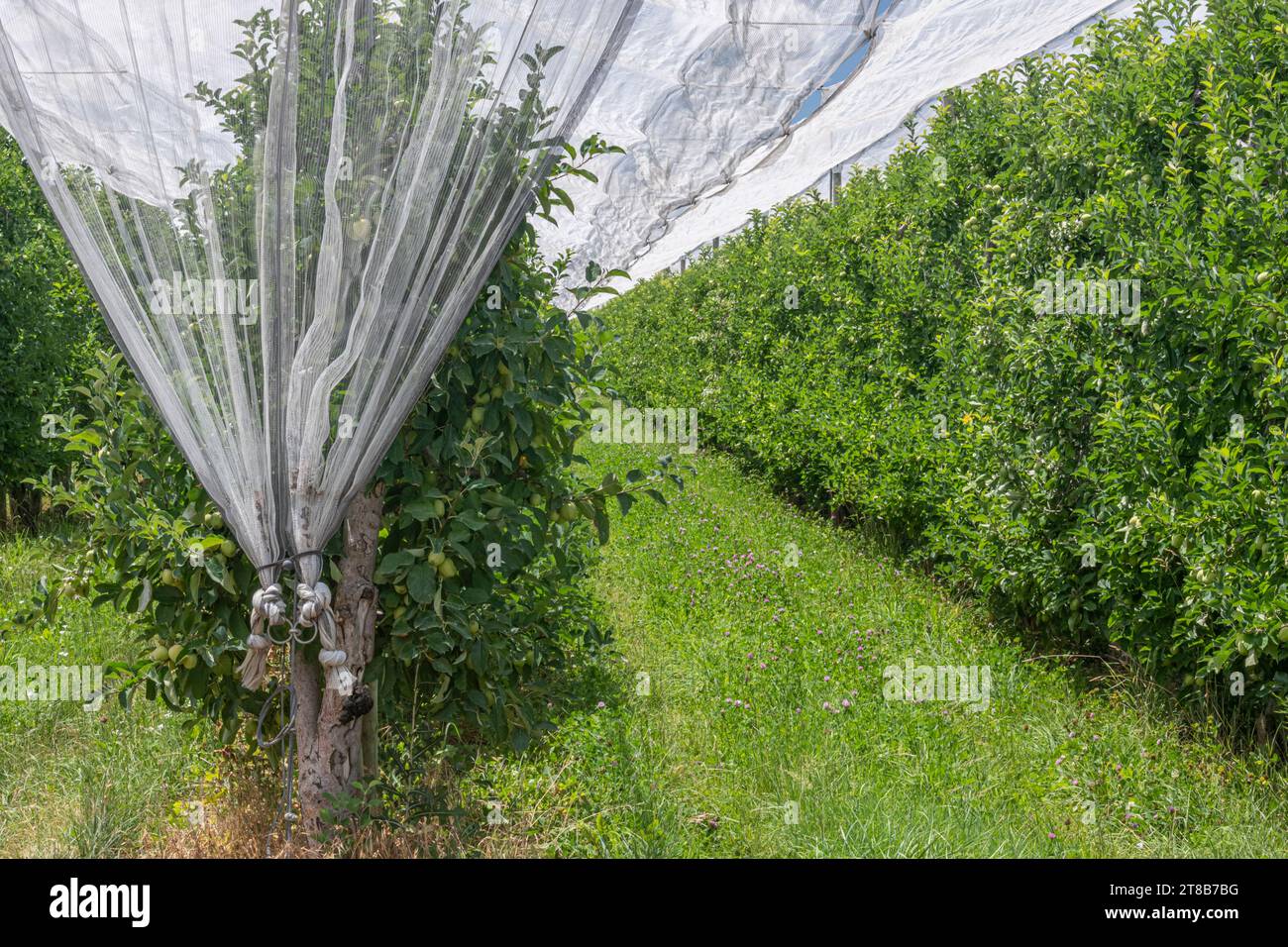 Frutteto di mele protetto a Les Mées in Francia Foto Stock