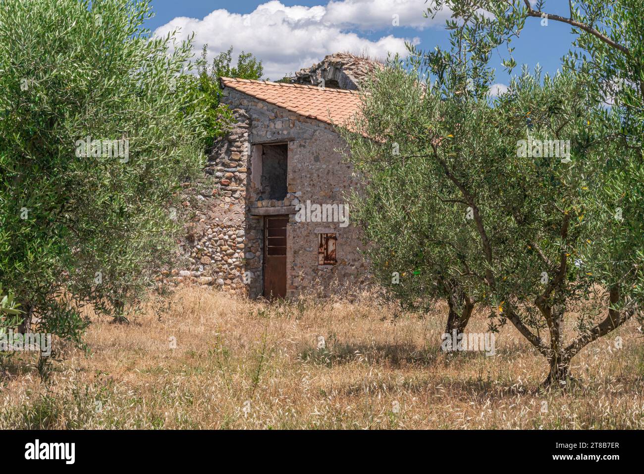 Singola apparentemente abbandonata rovina di un cottage in pietra nel mezzo di un campo agricolo e di ulivi Foto Stock