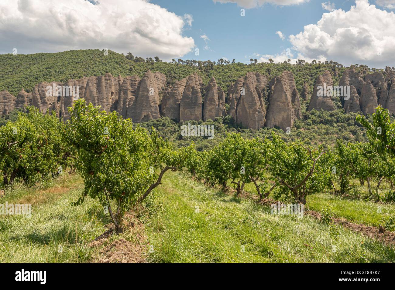 Frutteto di pesche con Les Pénitents des Mées come sfondo Foto Stock