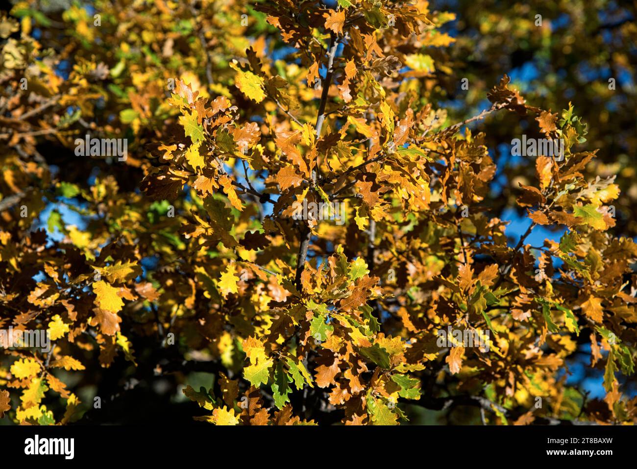 Feuilles de Chêne du Portugal (Quercus faginea) eclairées par un soleil d'automne dans les collines de provence Foto Stock