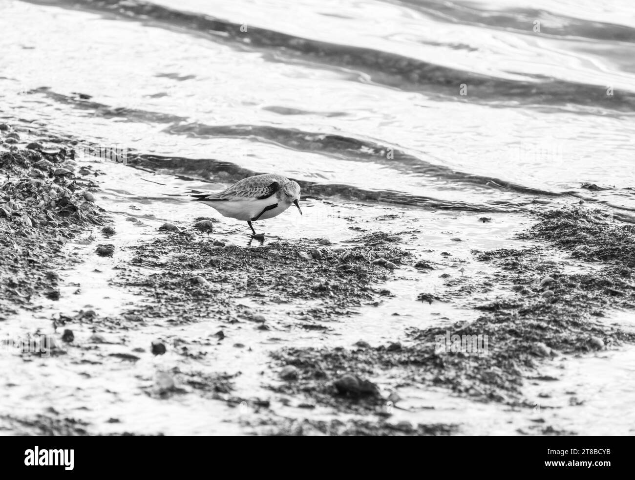 Foraging Sanderling (Calidris alba) sull'estuario del Tamigi a Leigh on Sea, Essex Foto Stock