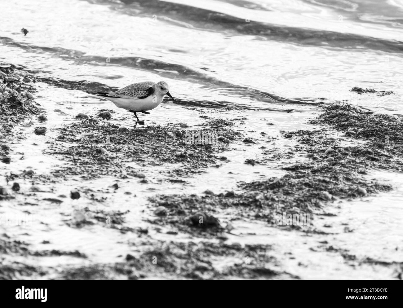 Foraging Sanderling (Calidris alba) sull'estuario del Tamigi a Leigh on Sea, Essex Foto Stock