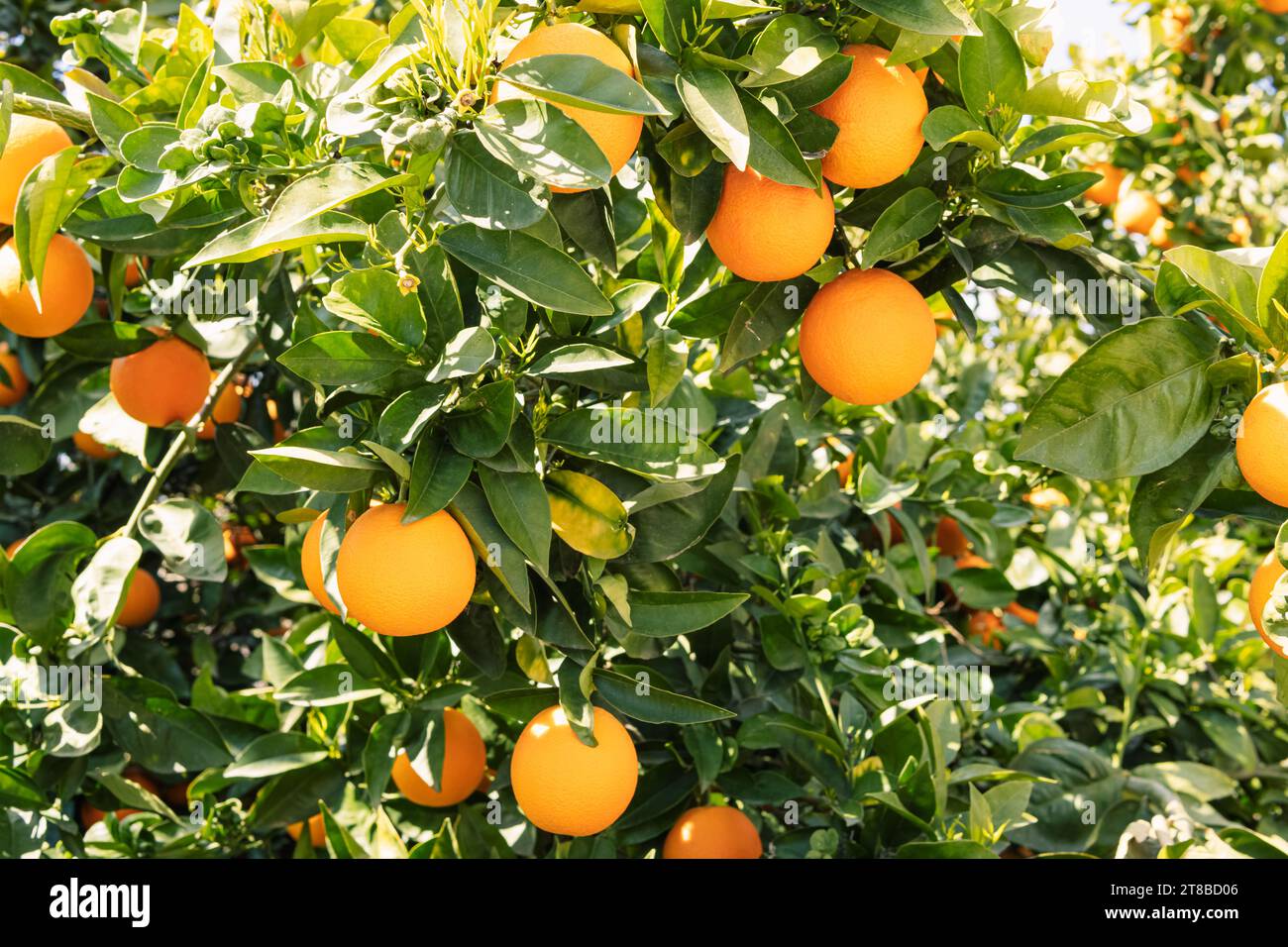 Arancio con frutti. Molte arance mature sul ramo Foto Stock