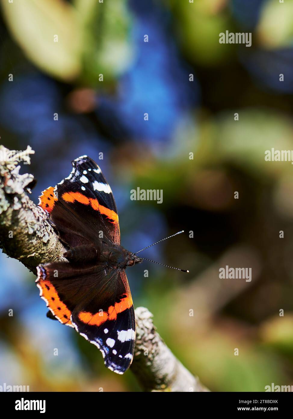 Red Admiral Butterfly basking con ali aperte su un ramo, orientamento verticale Foto Stock