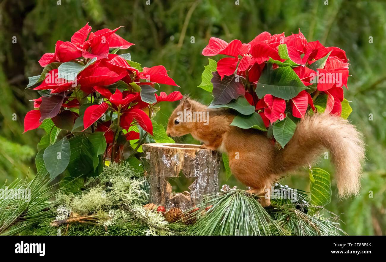 Grazioso scoiattolo rosso scozzese nella scena natalizia con fiori rossi di poinsettia Foto Stock