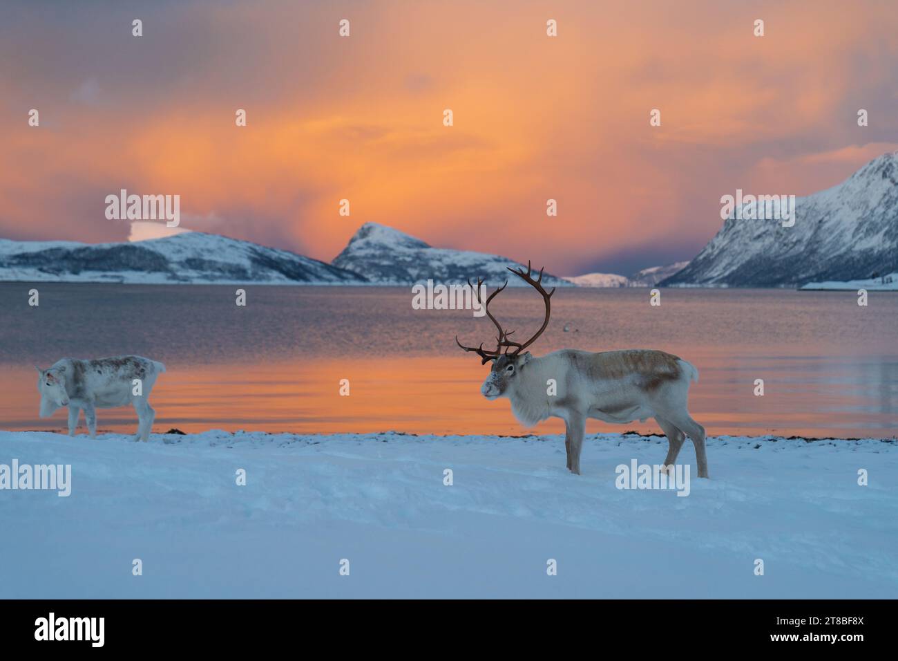 Renne nella Norvegia settentrionale in inverno con uno sfondo bello e colorato Foto Stock